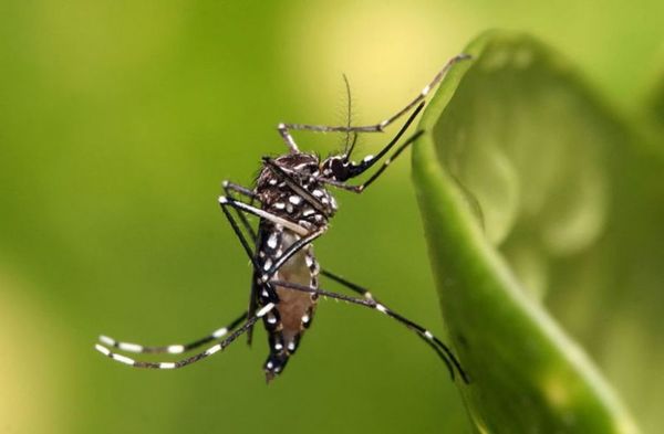 CientÃficos concluyen que infección previa por dengue protege contra zika