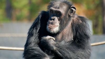 Los chimpancés huérfanos pueden reponerse de la pérdida de su madre