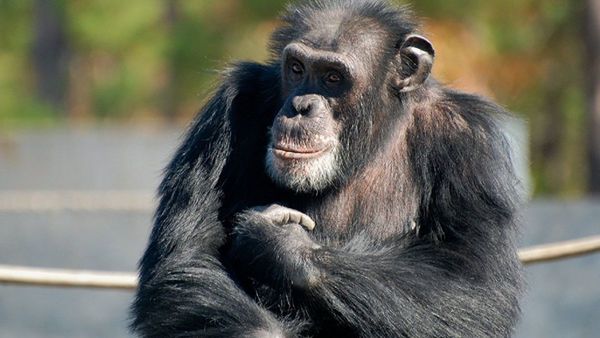 Los chimpancés huérfanos pueden reponerse de la pérdida de su madre