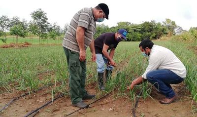 En Ybytymí aguandan mejor rendimiento productivo y más precio de la cebolla - Nacionales - ABC Color