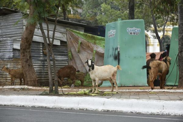Cabritas ocupan veredas en plaza frente al Congreso Nacional - Nacionales - ABC Color