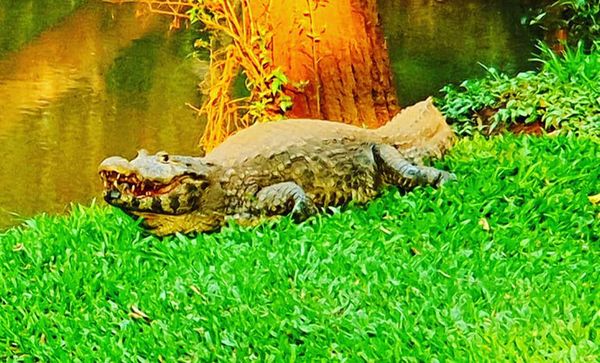 Inventario de animales y plantas del lago de la República: detectaron cientos de especies - ABC en el Este - ABC Color