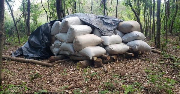 La Nación / Salto del Guairá: incautan más de 300 kilos de marihuana en la desembocadura del Río Paraná.