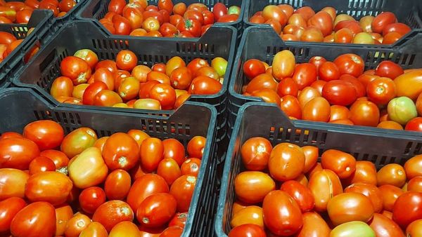 Precio del tomate se desplomó en un año