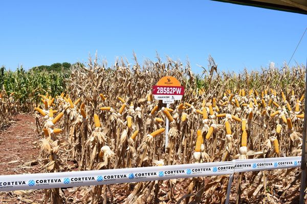 Maíces adaptados y rendidores gracias al mejoramiento genético