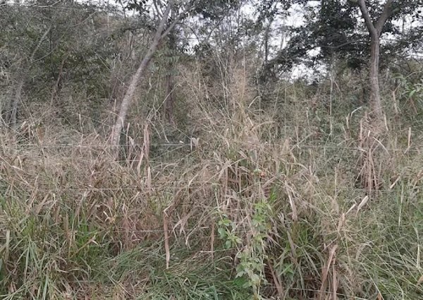 Crónica / Karai fue asesinado a balazos y puñaladas