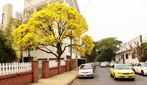 Día del Árbol: más de 40 especies están en amenaza y en peligro de extinción - Nacionales - ABC Color