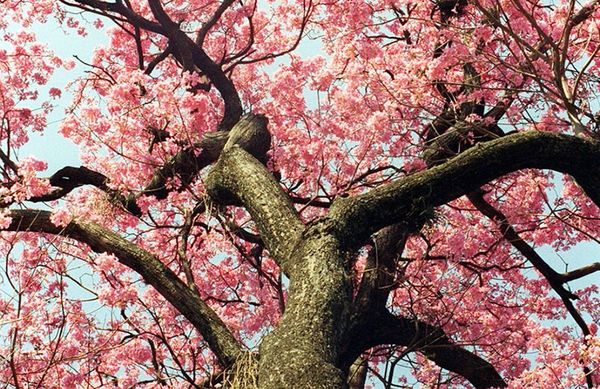 El desafío de conservar un tesoro natural en amenaza - Empresariales - ABC Color