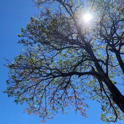 Hoy se conmemora el Día Nacional del Árbol | Ñanduti