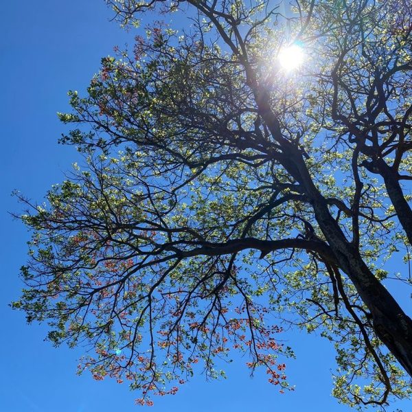 Hoy se conmemora el Día Nacional del Árbol | Ñanduti