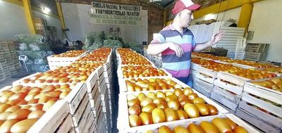 Según Fúster, bajo precio de tomate para productores es por especulación y no por contrabando - Nacionales - ABC Color