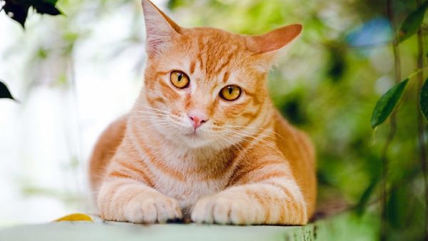 ¡Cremaron al michi equivocado! Creyeron muerto a su gato pero a los días regresó con la cola entre las patas