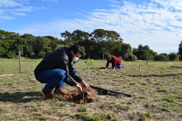 Recuerdan Día Nacional del Árbol con cultivo de plantines en Ayolas | .::Agencia IP::.