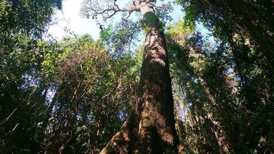 Lanzan una edición más del concurso Colosos de  la Tierra