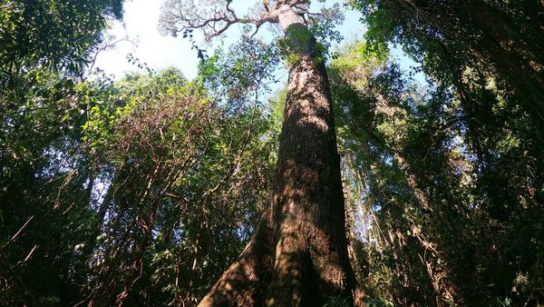 Lanzan una edición más del concurso Colosos de la Tierra
