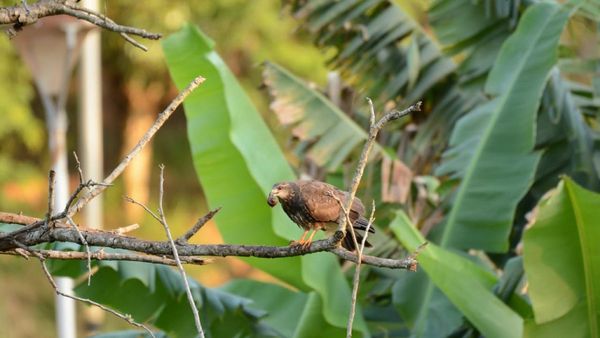 Dos aves  en peligro de extinción habitan en el Lago de la República