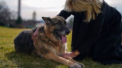 Murió Champ, uno de los perros de la familia de Joe Biden