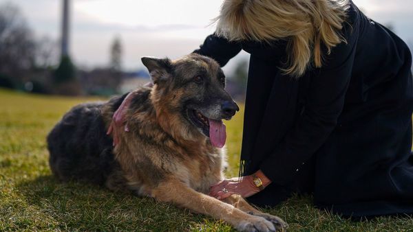 Murió Champ, uno de los perros de la familia de Joe Biden