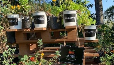 ¿Querés cultivar tus propias hortalizas en casa? La Mashú Huerta Ecológica brinda todo lo necesario