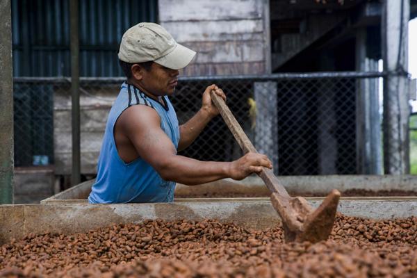 Los cacaoteros de Centroamérica apelan a la calidad para sobrevivir a la pandemia - MarketData