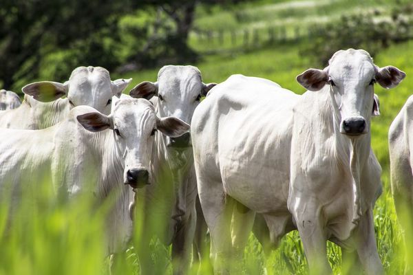 Green Chaco: Proyecto para posicionar a la carne paraguaya en el mundo, con criterios de sostenibilidad - MarketData