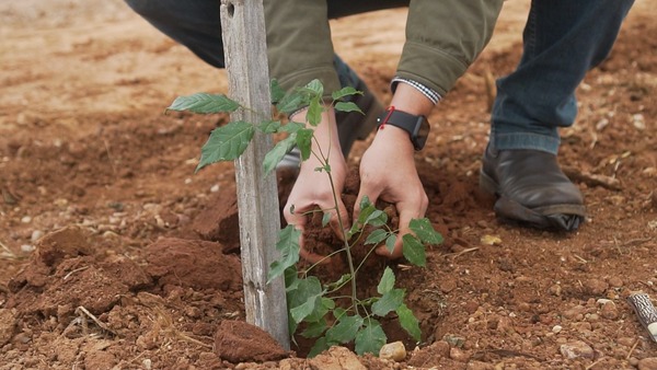 Proyecto «Plantemos un árbol» todo un éxito en Concepción