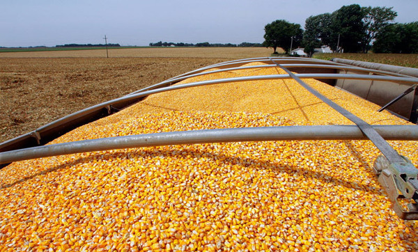 Brasil importará maíz de Estados Unidos para bajar precios