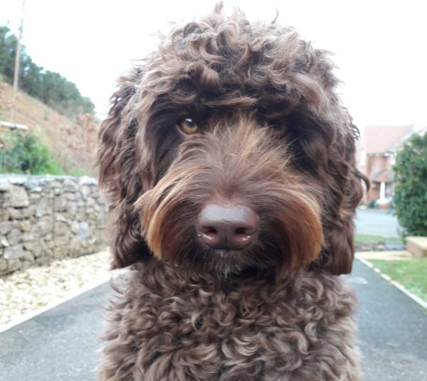 ¡Heroico! Este perrito evitó el suicidio de una joven en el Reino Unido
