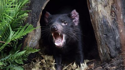 Demonios de Tasmania acaban con toda la población de pingüinos azules en una isla australiana | Ñanduti