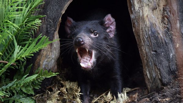 Demonios de Tasmania acaban con toda la población de pingüinos azules en una isla australiana | Ñanduti