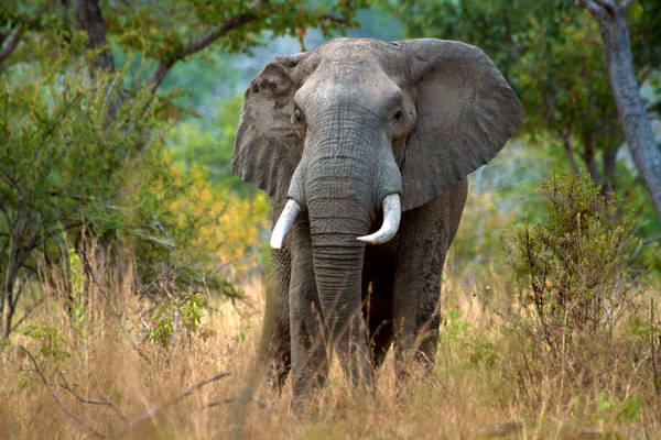 ¡Susto! Lo que hizo un elefante hambriento en Tailandia