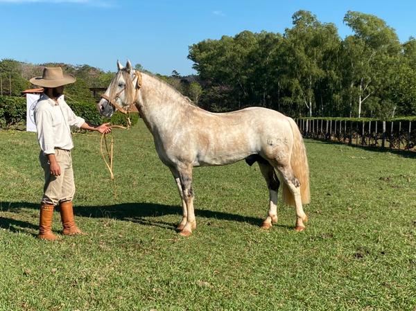 Hoy martes, El Rodeo vende Criollos de liquidación de cabaña Cobaner y La Estrella