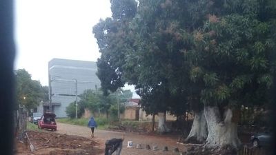 Denuncian a vecino por cerrar calle y cortar árboles