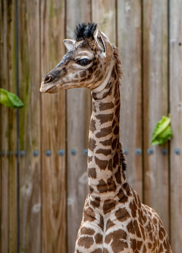 Nace una jirafa Masai en el parque Animal Kimgdon de Orlando | El Independiente