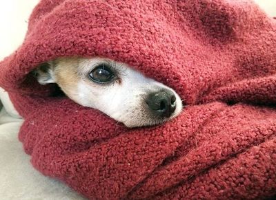 Cuidados del perro en el invierno - Mascotas - ABC Color