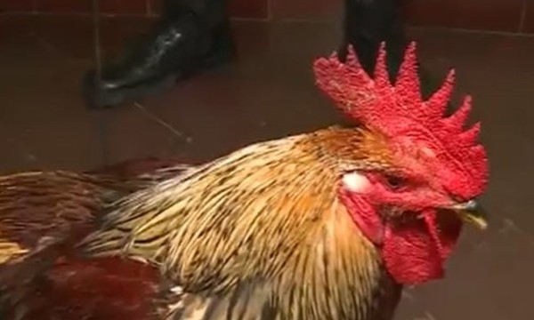 Detenidos por robar el gallo de su propia madre - C9N