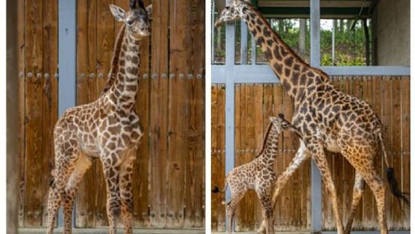 Nace una jirafa Masai en el parque Animal Kingdom de Orlando