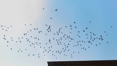 Misteriosa enfermedad ciega y mata pájaros en EE.UU. | Ñanduti