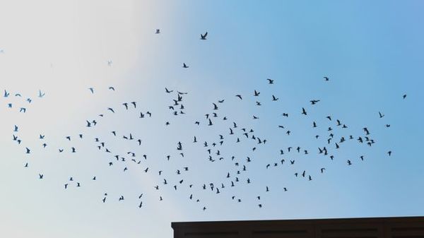 Misteriosa enfermedad ciega y mata pájaros en EE.UU. | Ñanduti