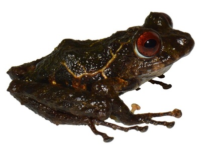 Una nueva especie de rana es nombrada "ledzeppelin" | El Independiente
