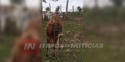 ABIGEATO: MUCHOS DUEÑOS NO REGISTRAN A SUS ANIMALES
