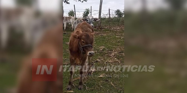 ABIGEATO: MUCHOS DUEÑOS NO REGISTRAN A SUS ANIMALES