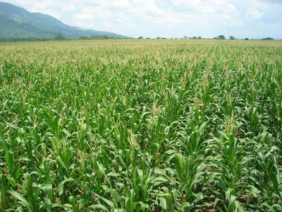 El 30% del cultivo de maíz podría arruinarse por las heladas, según Héctor Cristaldo, de la UGP