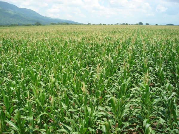 El 30% del cultivo de maíz podría arruinarse por las heladas, según Héctor Cristaldo, de la UGP