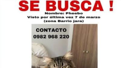 Ofrece un millón de  recompensa por michi