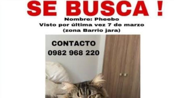 Ofrece un millón de recompensa por michi
