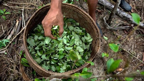 Informe Mundial sobre Drogas: importante descenso de cultivos de hoja de coca en Colombia