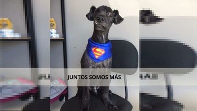 Para rescatar animales en situación de calle realizan rifa