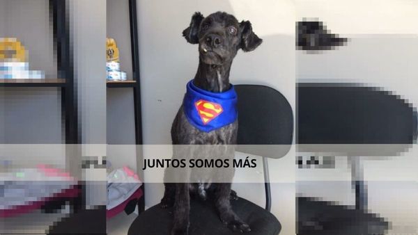 Para rescatar animales en situación de calle realizan rifa