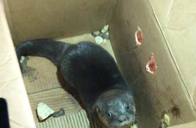Diario HOY | Rescatan una cría de Lobo Pe en Capiatá mediante una compra simulada